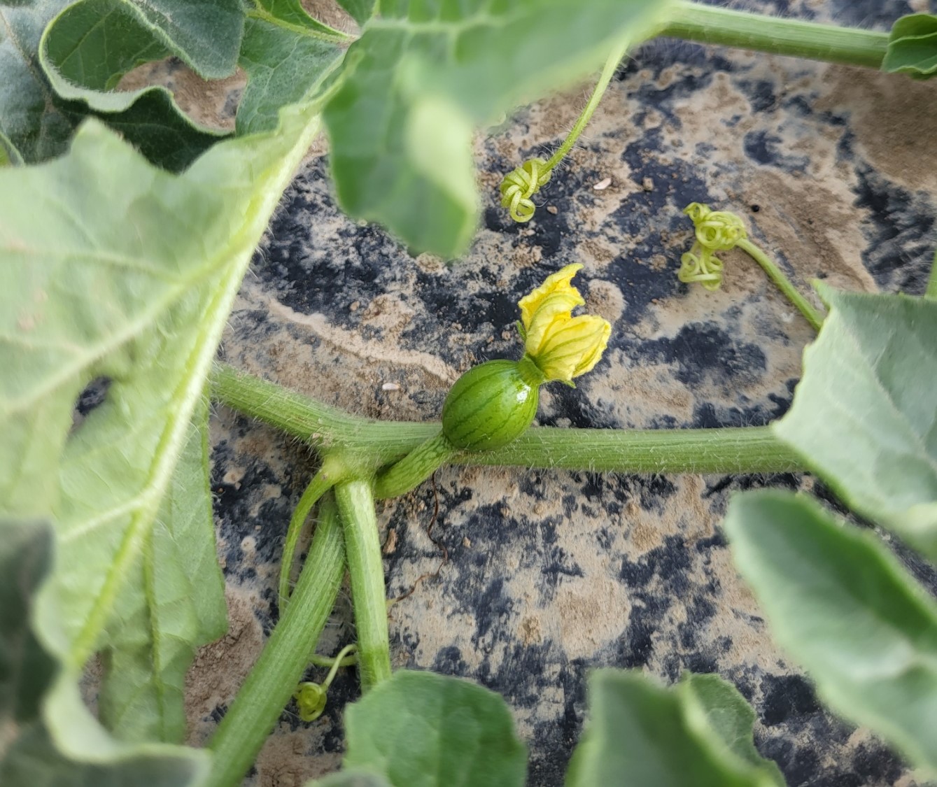 Watermelon fruit developing.jpg